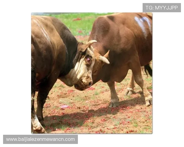 真人斗牛网址大全提供最全最新的正规平台推荐让你轻松体验真实刺激的斗牛娱乐体验